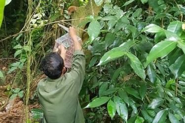 Thả động vật hoang dã về môi trường tự nhiên